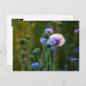 緑の草の中の紫のポピー ポストカード (正面/裏面)