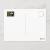 緑の草の中の紫のポピー ポストカード (裏面)