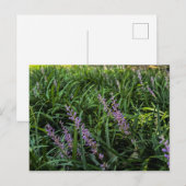 緑の草むらに咲く紫色の野花のクローズアップ ポストカード (正面/裏面)