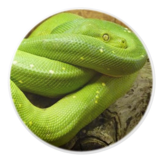 緑の草むらのヘビ セラミックノブ (正面)