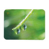 緑の草上の露の雫 平和な自然 マグネット (横)
