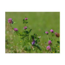 緑の草原にピンクのクローバー。