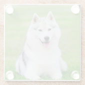 緑の草原に白いシベリアのハスキーの子犬 ガラスコースター (裏面)