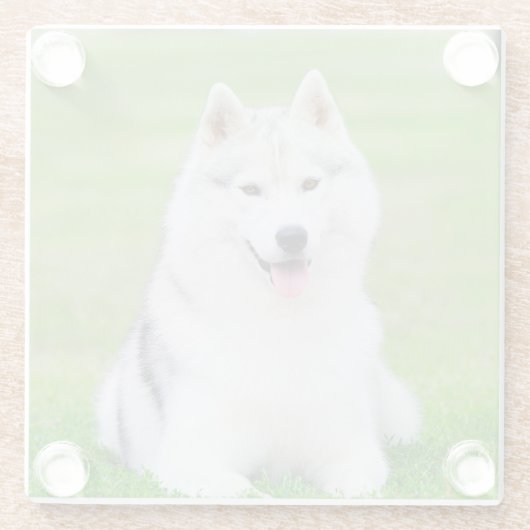 緑の草原に白いシベリアのハスキーの子犬 ガラスコースター (裏面)