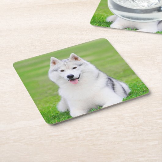 緑の草原に白いシベリアのハスキーの子犬 スクエアペーパーコースター (アングル)