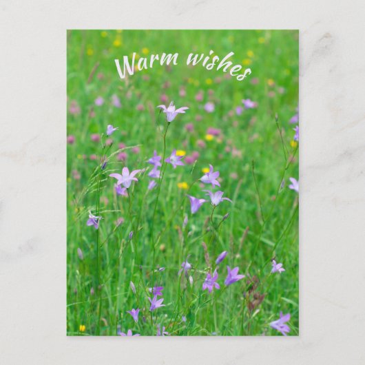 緑の草原のスイカズラ ポストカード (正面)