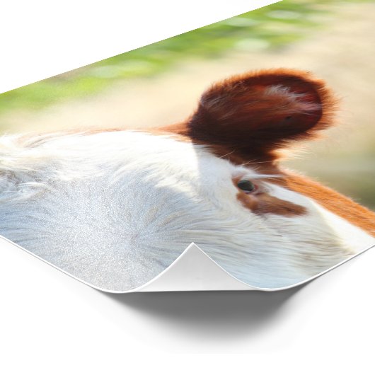 緑の草地の白と茶色の田舎牛 フォトプリント (角)