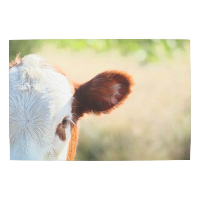 緑の草地の白と茶色の田舎牛 メタルプリント (正面)