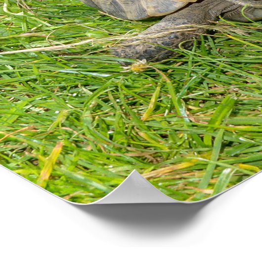 緑の草走を二匹のカメが ポスター (角)