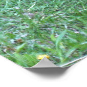 緑の草野生動物のポスター上の黒熊の放牧 ポスター (角)