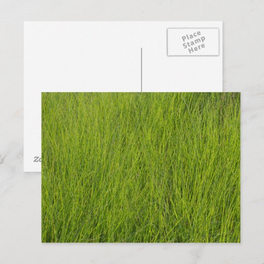 緑の草 ポストカード (正面/裏面)