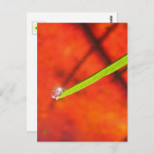 緑の草(露、赤、緑自然) ポストカード (正面/裏面)