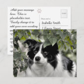 緑の葉が多い森の中のかわいい犬 ポストカード (正面/裏面)