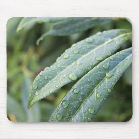 緑の葉と雨の雫 マウスパッド (正面)