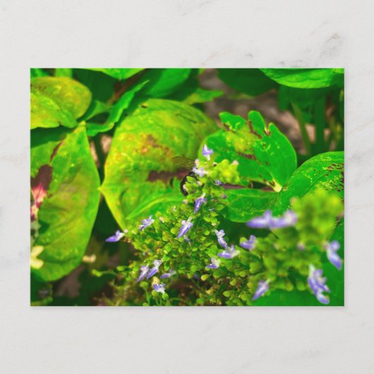 緑の葉に囲まれた紫の花 ポストカード (正面)
