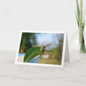 緑の葉に止まるトンボ カード (正面)