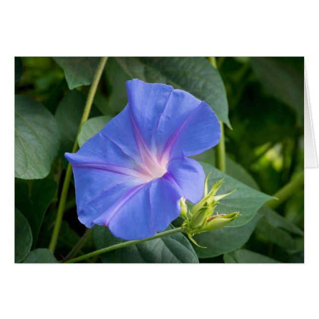 緑の葉の朝顔と芽 (正面横)