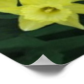 緑の葉の背景に水仙のフレーム ポスター (角)