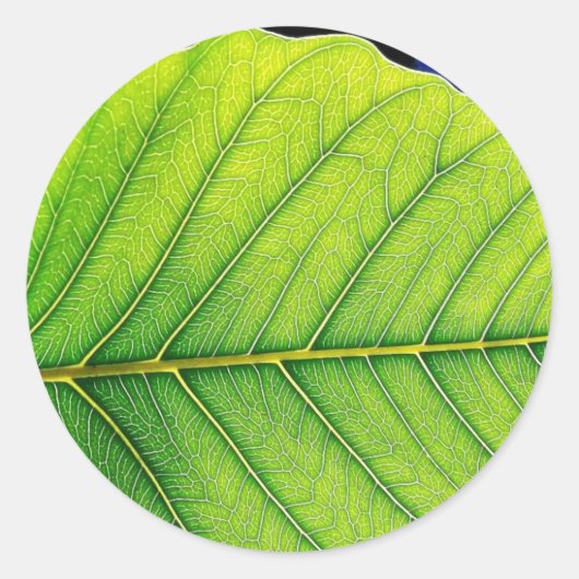 緑の葉の葉 ラウンドシール (正面)