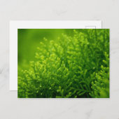 緑の葉背景 ポストカード (正面/裏面)