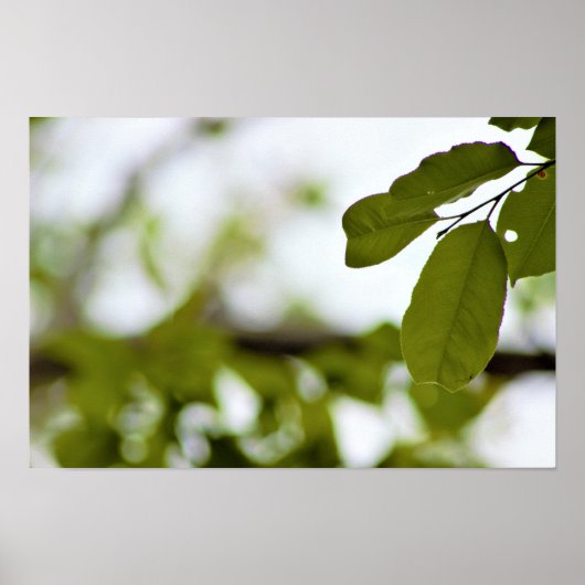 緑の葉 ポスター (正面)