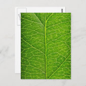 緑の葉 ポストカード (正面/裏面)