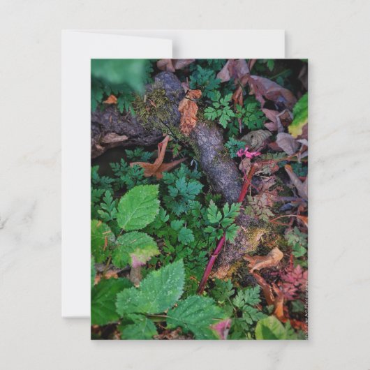 緑の葉 招待状 (正面)