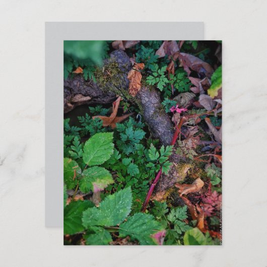 緑の葉 招待状 (正面/裏面)