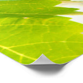 緑の葡萄オンつる植物 ポスター (角)