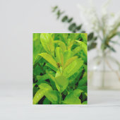 緑の蜂 ポストカード (スタンド正面)