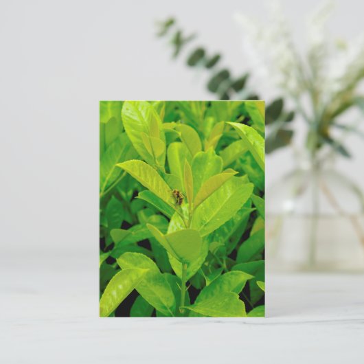 緑の蜂 ポストカード (スタンド正面)
