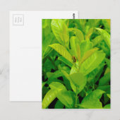 緑の蜂 ポストカード (正面/裏面)