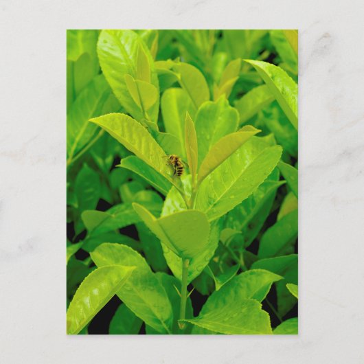 緑の蜂 ポストカード (正面)