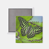 緑の蝶 マグネット (正面/裏面)
