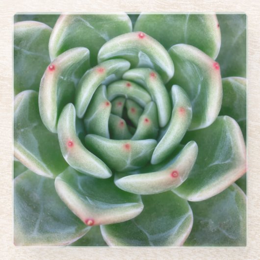 緑の赤によってひっくり返されるSucculent ガラスコースター (正面)