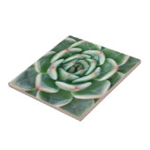 緑の赤によってひっくり返されるSucculent タイル (側面)