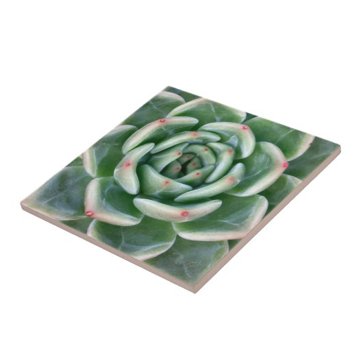緑の赤によってひっくり返されるSucculent タイル (側面)