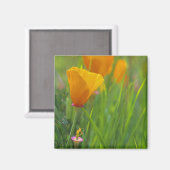 緑の野に咲くカリフォルニアの金色のケシ マグネット (正面/裏面)