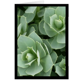 緑の開花 – ソルの歌。4:9グリーティングカード