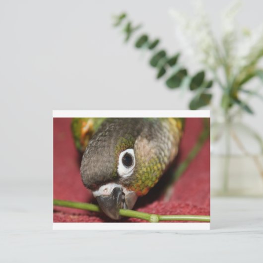 緑の頬 ポストカード (スタンド正面)