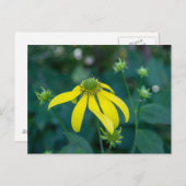 緑の頭付きベニバナイエローワイルドフラワーポストカード ポストカード (正面/裏面)