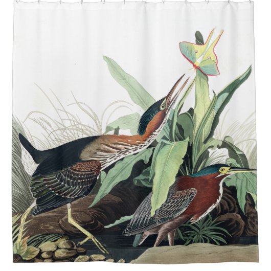 緑の鷲の鳥のAudubonの野性生物のシャワー・カーテン シャワーカーテン (正面)