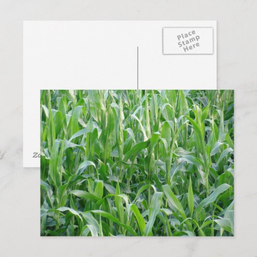 緑の麦畑 - ポストカード (正面/裏面)