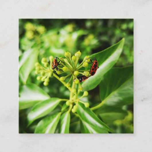 緑の2.5インチx 2.5インチエンクロージャカードのバグ エンクロージャーカード (正面)