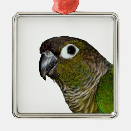 緑のCheeked Conure メタルオーナメント (正面)