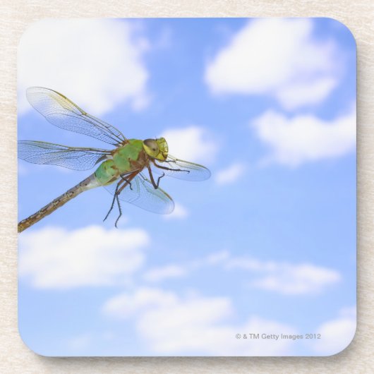 緑のdarner (Anaxのjunius)の飛行に対する コースター (正面)