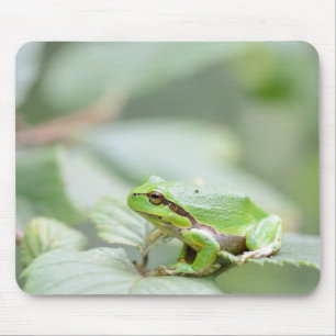 緑のmousepadのヨーロッパのアマガエル マウスパッド