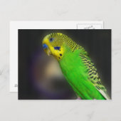 緑のParaketポストカード ポストカード (正面/裏面)