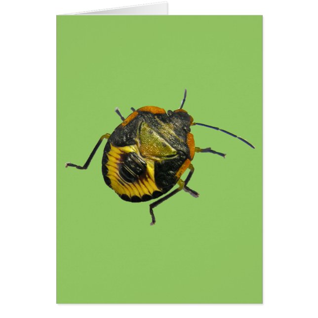 緑のStink Bug Nymphコーディネート項目 (正面)