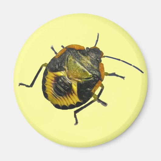 緑のStink Bug Nymphコーディネート項目 マグネット (正面)